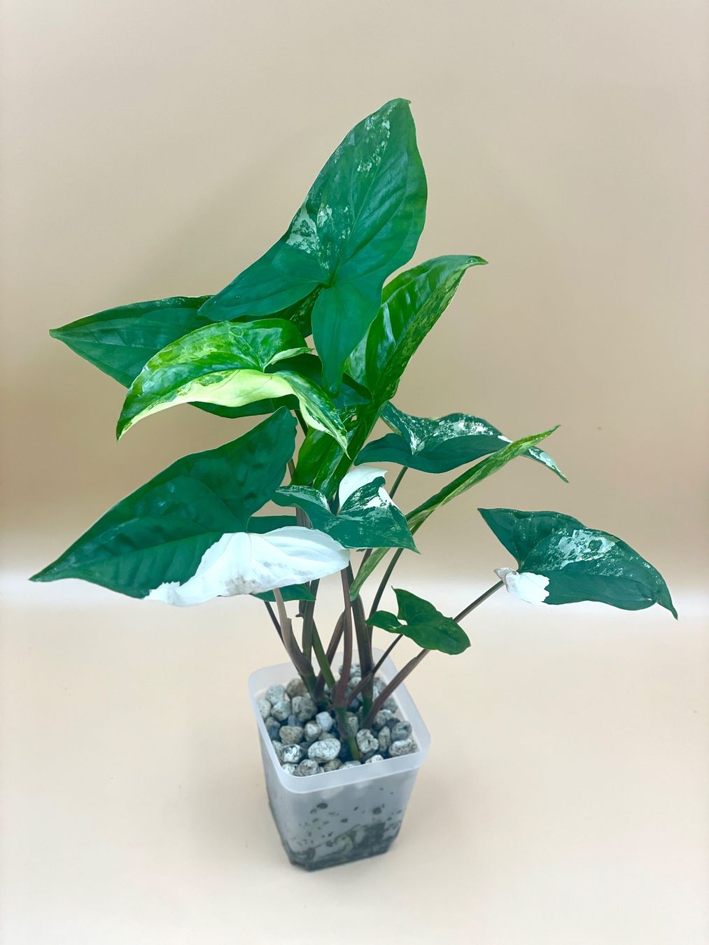 Piante & sementi: Syngonium Albo Variegata – Nuovo (secondo la descrizione) da Zürich venduto da Leafscape