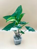Syngonium Albo Variegata