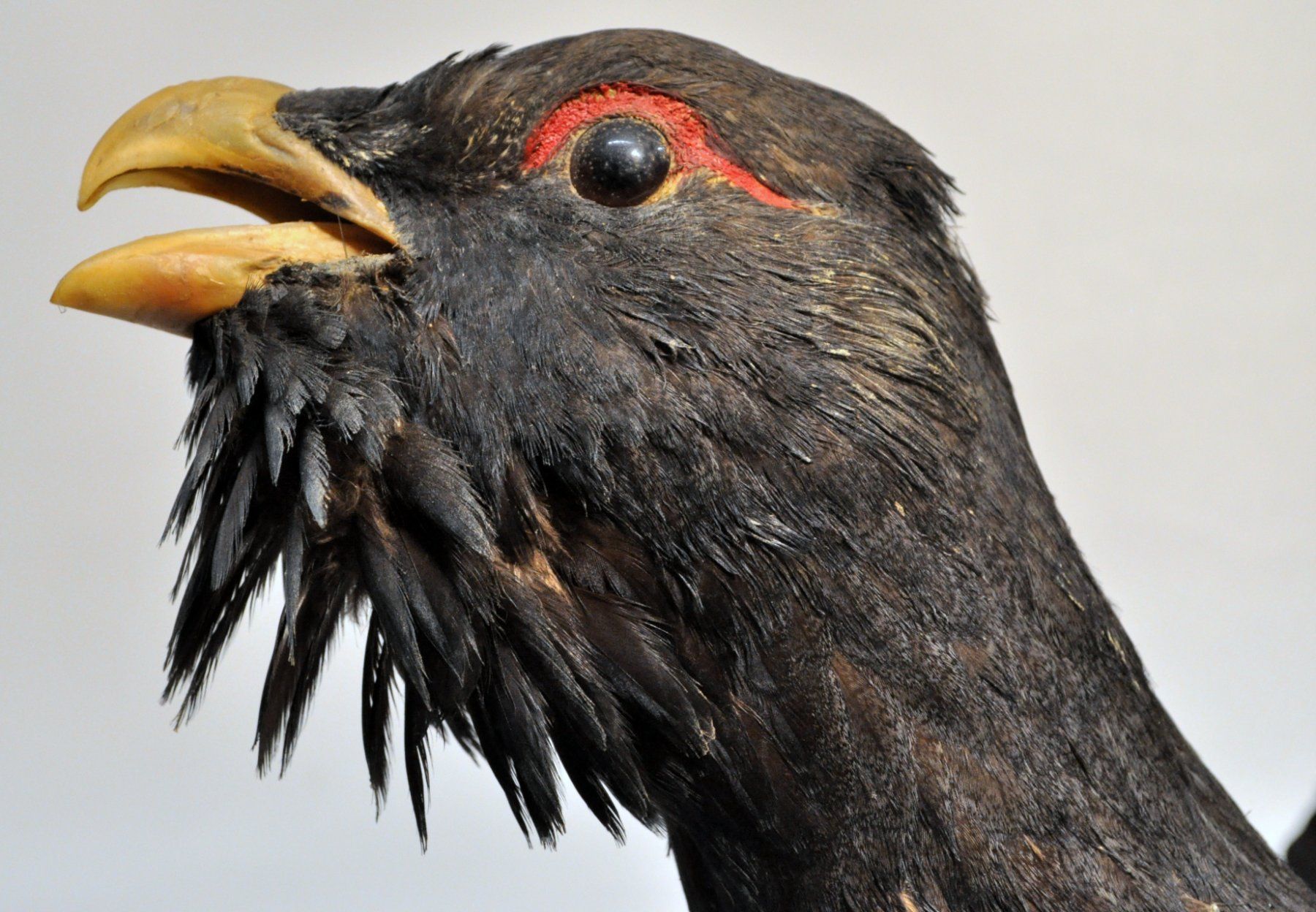 Il mondo degli animali: Grand tétras naturalisé – Usato da Neuchâtel venduto da Neuchatel 3