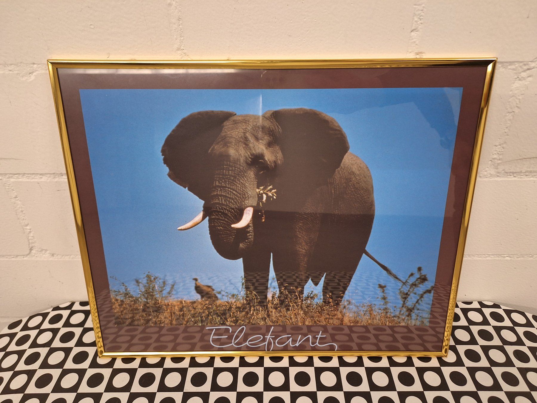 Foto & Immagini: Wandbild "Elefant" – Usato da Niederhasli venduto da ZZoki
