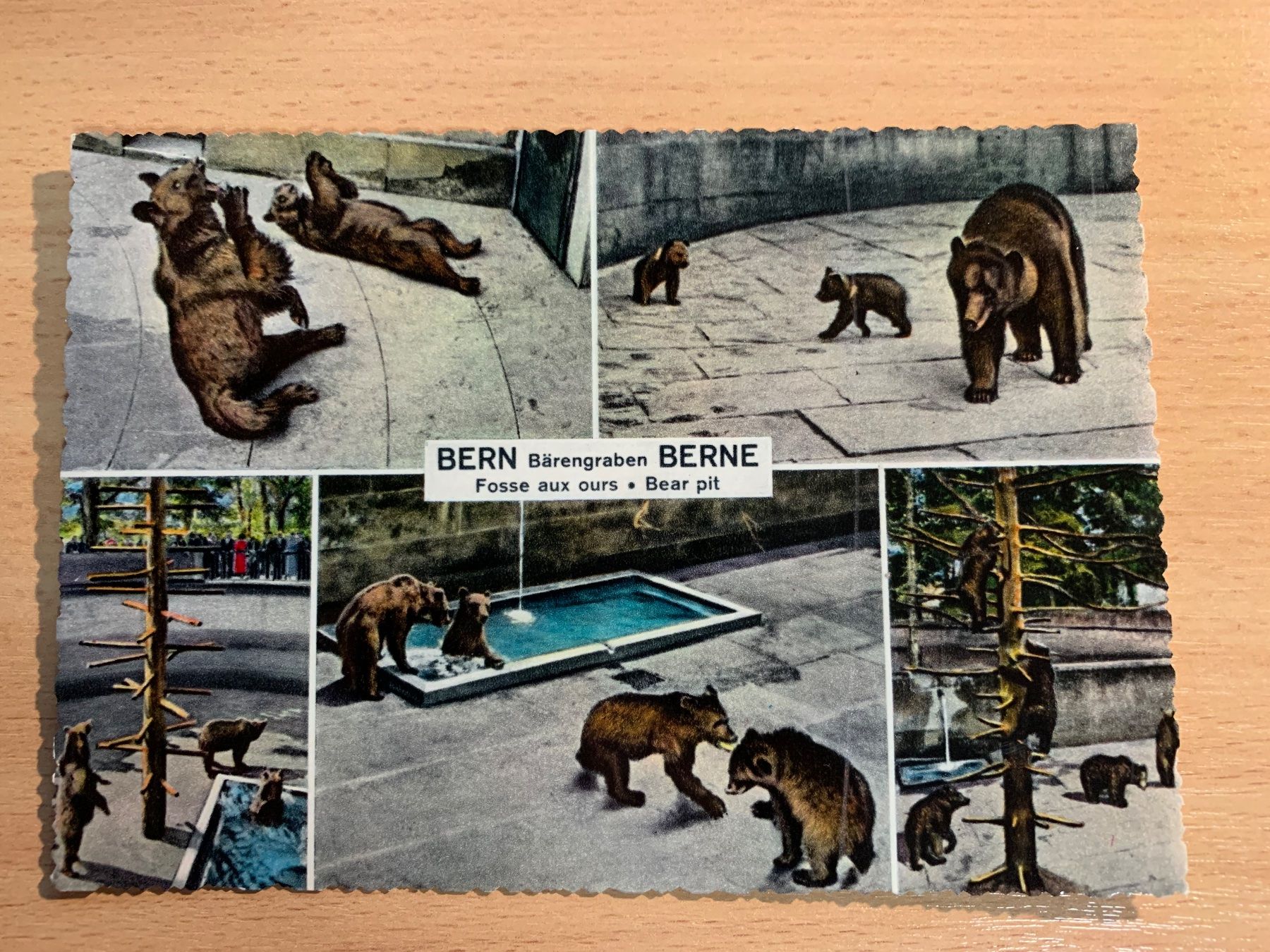 Cartoline postali: ANSICHTSKARTE BERN BÄRENGRABEN************* – Usato da Ibach venduto da lisch3