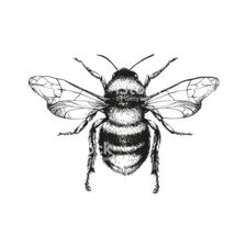 Profile image of TopZ