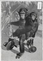 Zoologischer Garten Zürich - Schimpansen Toni und Susi