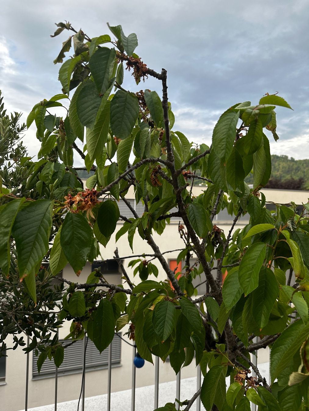 Piante & sementi: Kirschbaum im Topf – Usato da Zürich venduto da karsumpel11 3