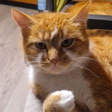 Profile image of Stiefelkater_01