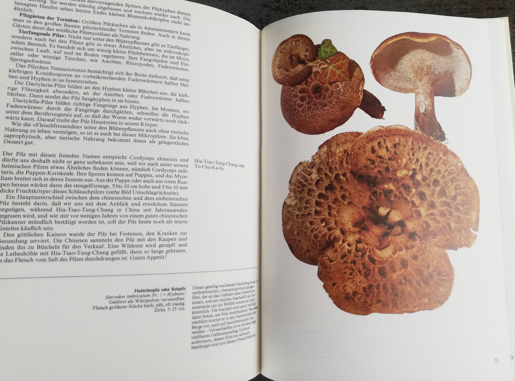 Livres: Pilze 2 – D'occasion à Hildisrieden par Malve 1