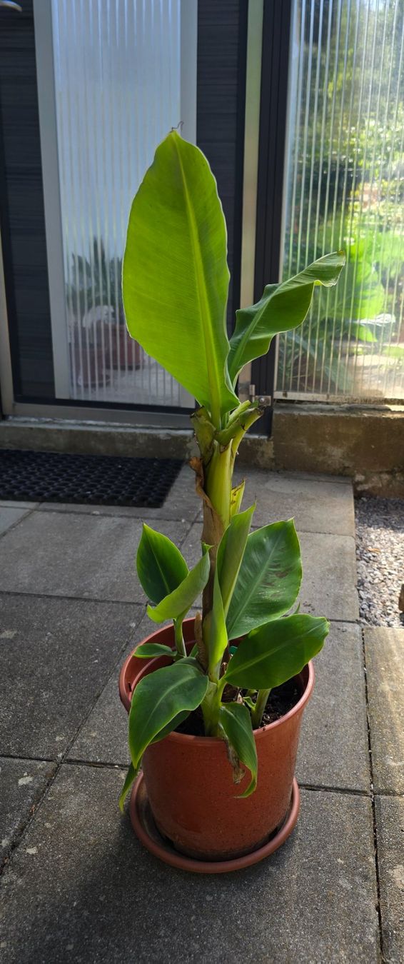 Pflanzen & Samen: Bananenbaum Pflanze – Gebraucht aus Aarburg von popkorn65