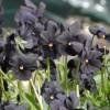 Piante & sementi: Violette noire  2x – Nuovo (secondo la descrizione) da Bremblens venduto da FIBONACCI369 1