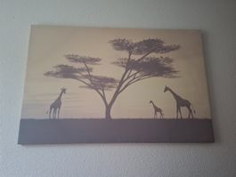 Bild Giraffen unter Akazienbaum Afrika savanne