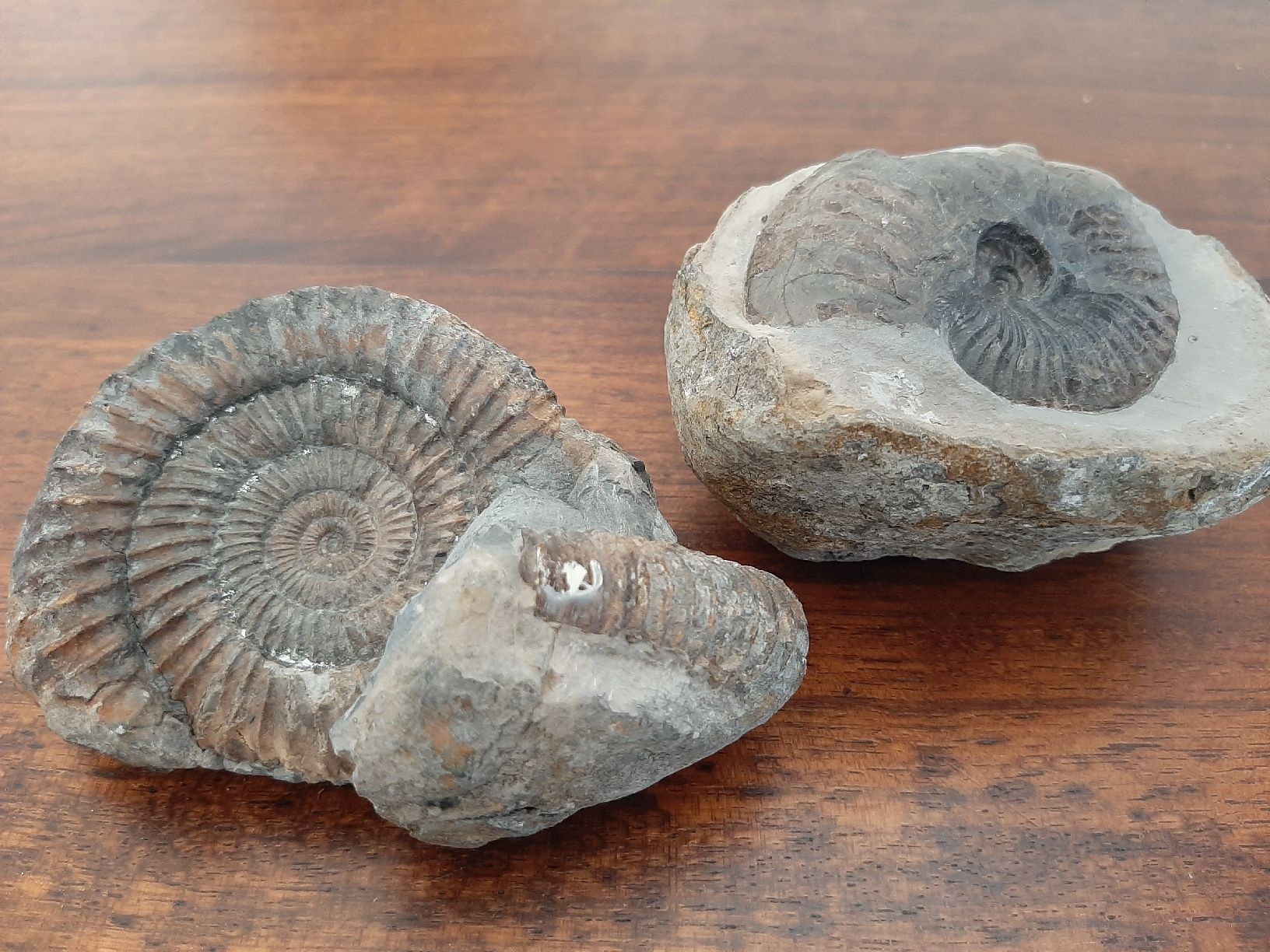 Fossili: Zwei Ammoniten England – Usato da Rickenbach BL venduto da Oktober68 5