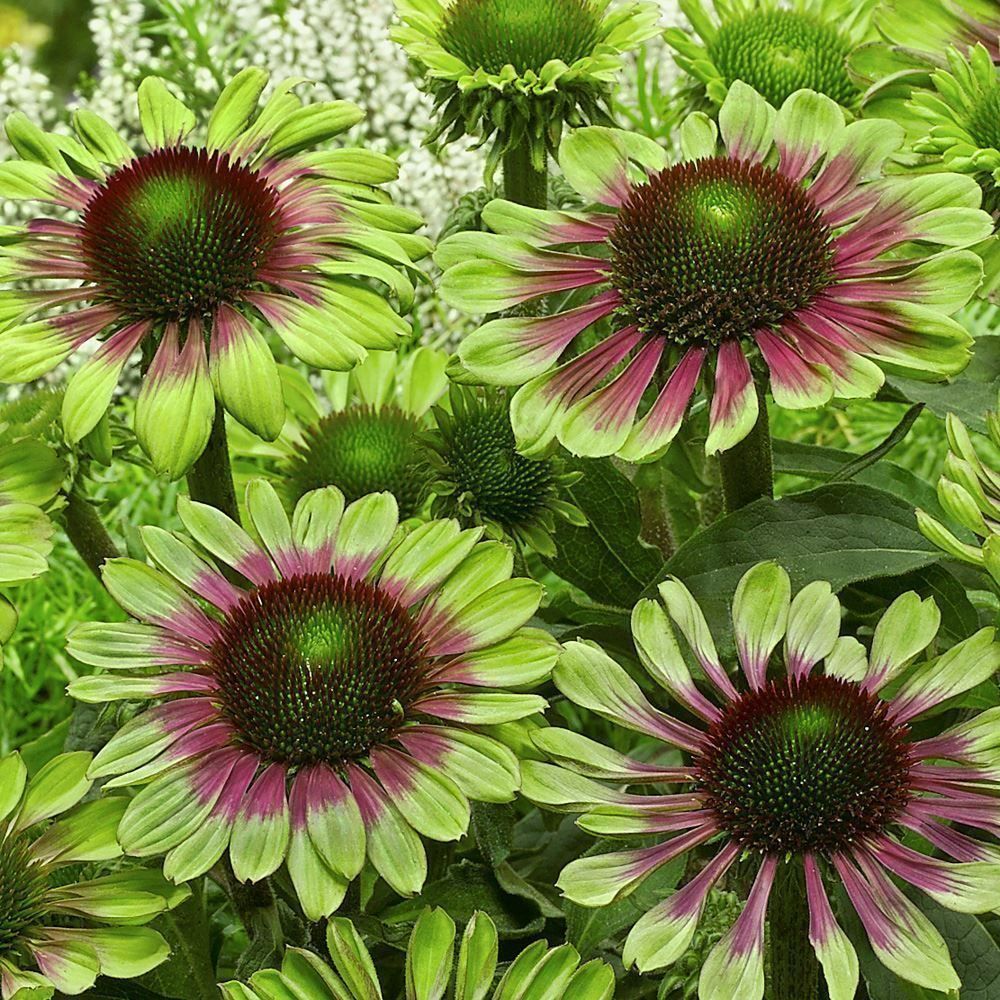 Pflanzen & Samen: Echinacée 'Green Twister'   2 plants – Neu und originalverpackt aus Bremblens von FIBONACCI369 3