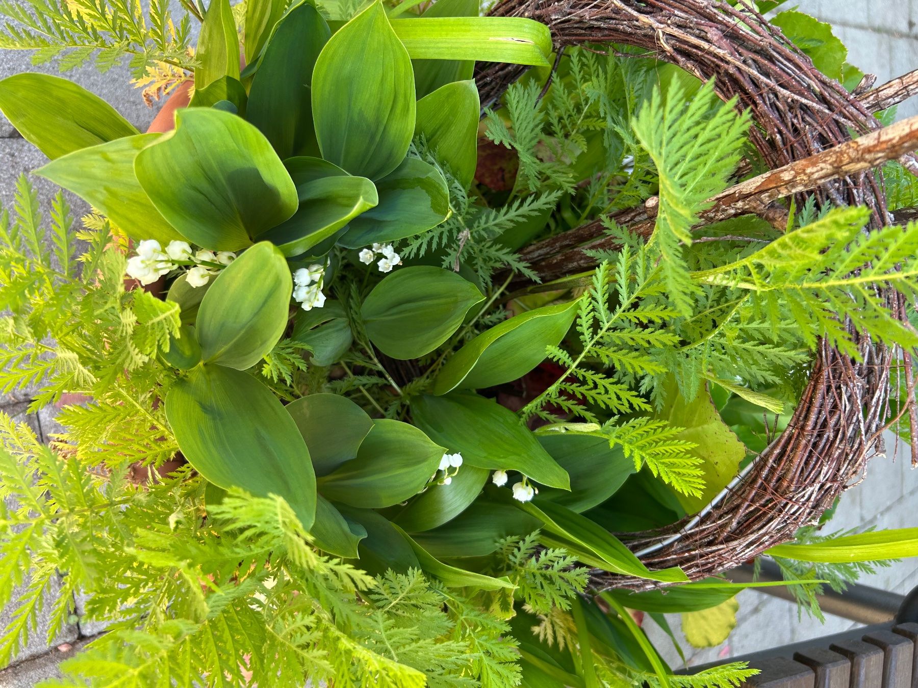 Plantes & graines: Blumenschale mit 5 Pflanzen – D'occasion à Frauenfeld par Irene.Schuppli 1
