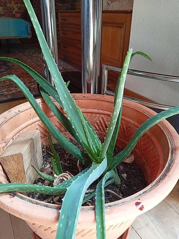 Piante & sementi: Bio Aloe Vera – Nuovo (secondo la descrizione) da Prez-vers-Noréaz venduto da ben_gjn8 4