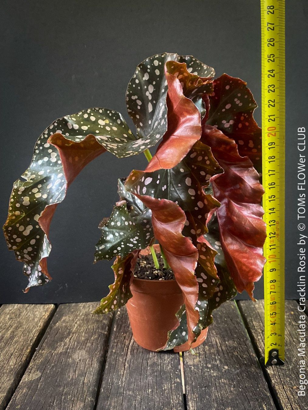 Pflanzen & Samen: Begonia Maculata Cracklin Rosie - einzigartige Farben – Neu und originalverpackt aus Adliswil von TAKEYOURPLANT 5