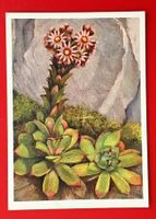 AK BLUMEN BLÜTEN DACHHAUSWURZ PRO JUVENTUTE OLTEN DAVOS 1936