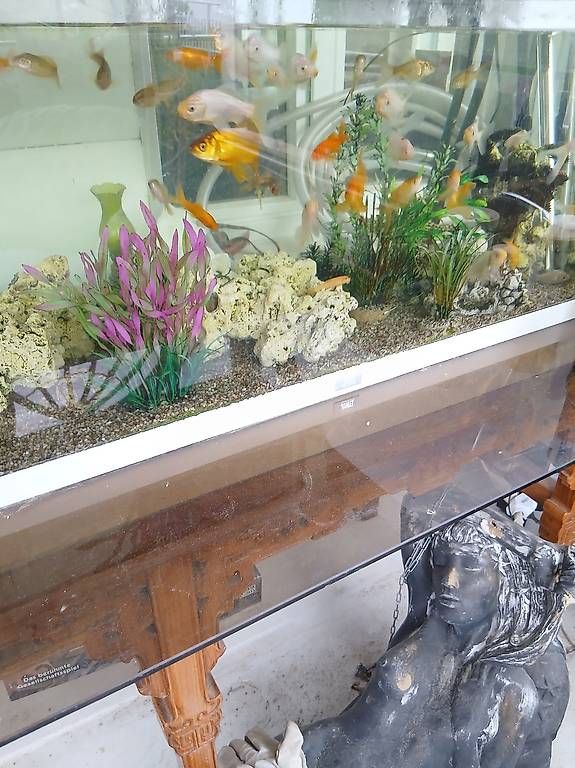 Acquari: Aquarium komplett mit Allem ohne Fische – Usato da Aadorf venduto da thomasstoll01