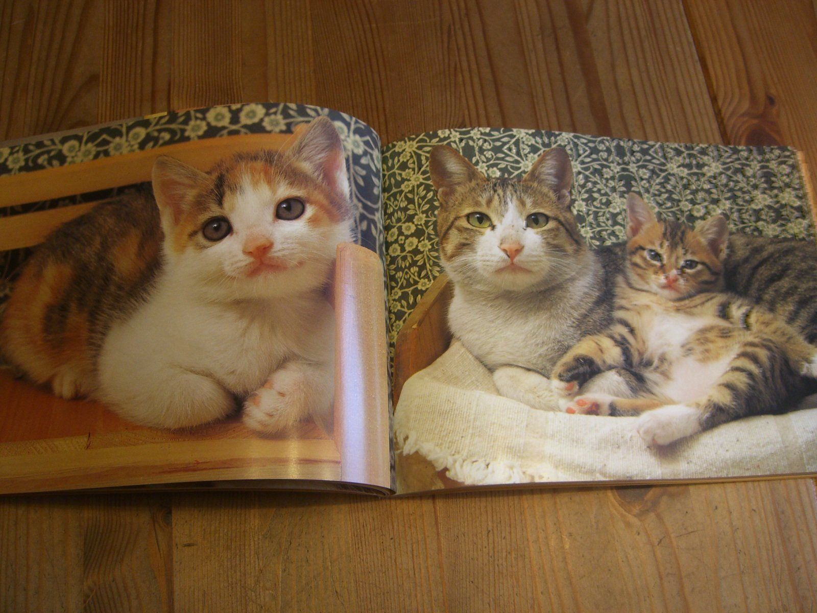 Bücher: Zauberhaftes Katzen-Buch "Katzenspiele" – Neu (gemäss Beschreibung) aus Winterthur von Gaia 3