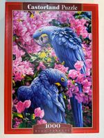 Castorland Puzzle  Blue Parrots. 1000Teile