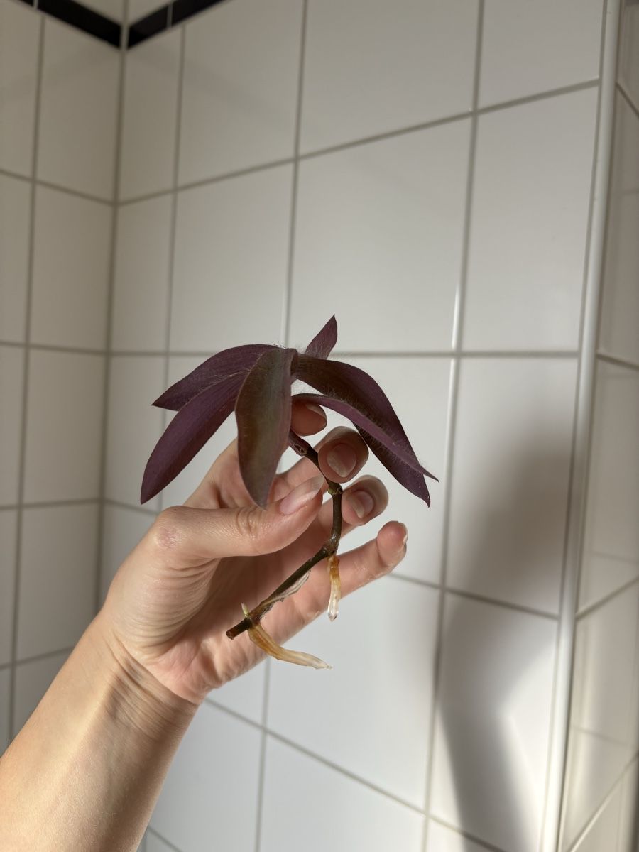 Piante & sementi: Tradescantia pallida propagation – Nuovo (secondo la descrizione) da Zürich venduto da nin_8h72 3