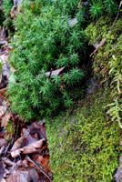 100 mini Moos Pflanzen für Ihre Alpine Steingarten am Top