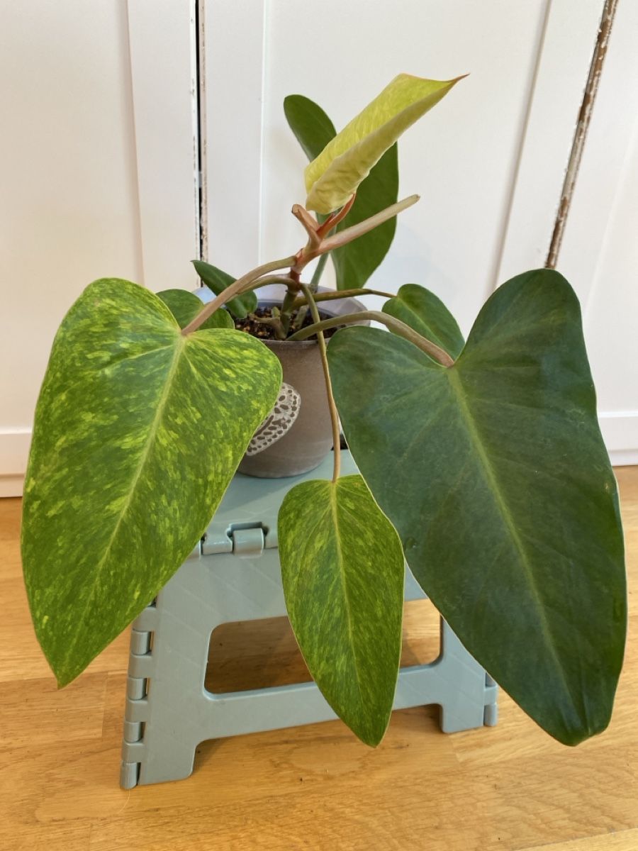 Pflanzen & Samen: Philodendron Painted Lady  – Gebraucht aus Zürich von sim_hly6
