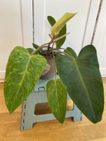 Philodendron Painted Lady 