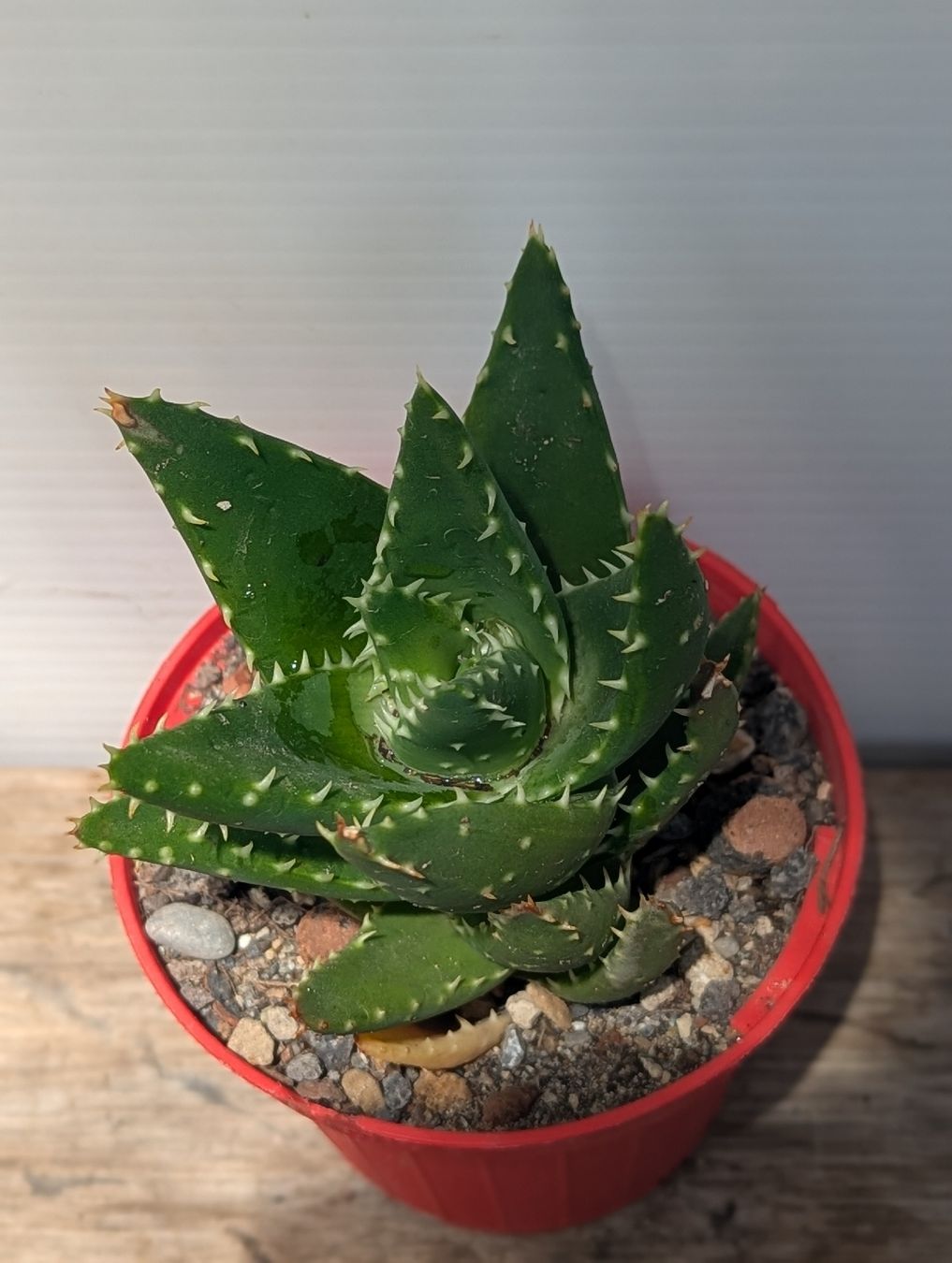 Piante & sementi: Aloe mitriformis  – Usato da Comano venduto da che_8lc2 1