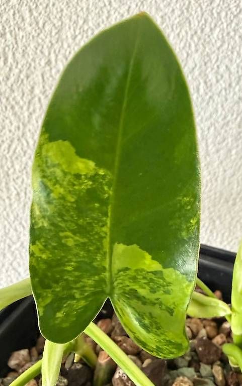 Piante & sementi: Philodendron Burle Marx Variegata, kompakt, 25cm – Usato da Aadorf venduto da Arkabraa 2