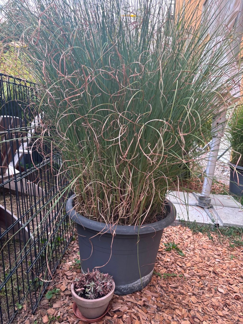 Piante & sementi: Grosses Gras/Chinaschilf (Miscanthus sin. 'Gracillimus') – Usato da Menziken venduto da GareDuNord