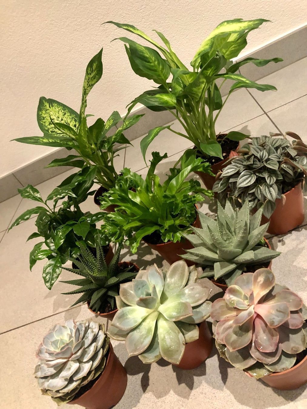 Pflanzen & Samen: 10 STK Sammlung von Pflanzen 10-30cm – Neu und originalverpackt aus Rovio von POSITIFFARTandPLANTS 2