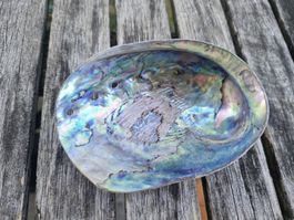 Abalone Muschel mit Perlmuttschimmer, 11 cm, guter Zustand
