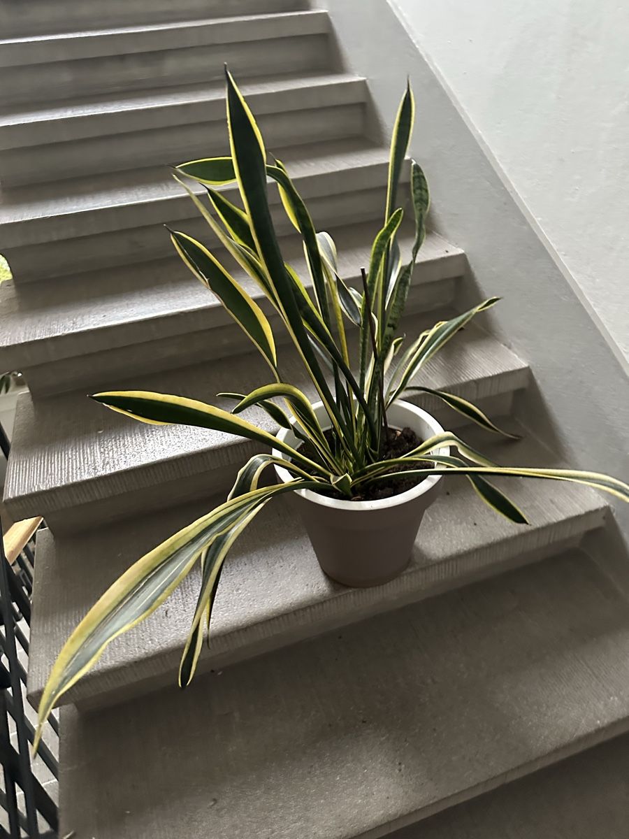 Pflanzen & Samen: Bogenganf /Sansevieria – Gebraucht aus Bern von womiman 3
