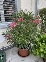 Oleander rosa, Höhe 150 cm