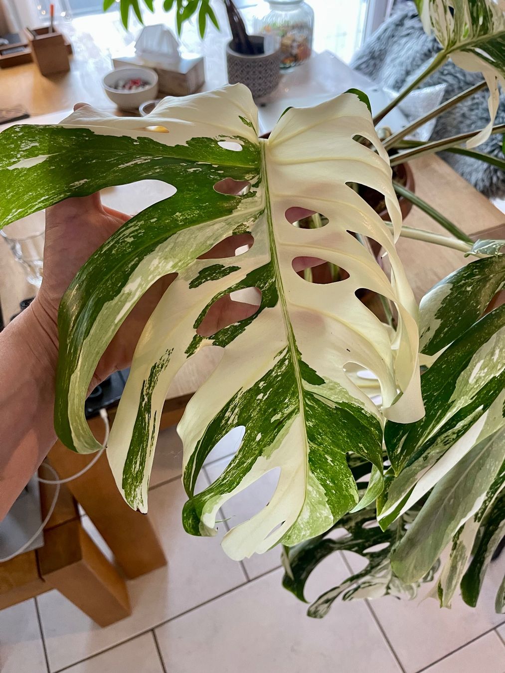 palmlilie zimmerpflanze Riesen-Palmlilie (Yucca elephantipes) kaufen