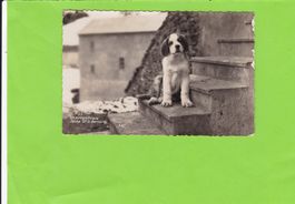 Un sympathique Jeune Grand St. Bernard