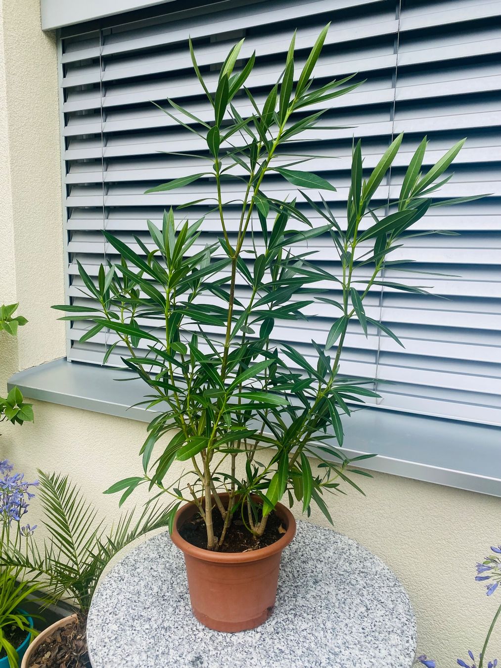 Piante & sementi: Oleander rosa, Höhe 100 cm – Nuovo (secondo la descrizione) da Alchenflüh venduto da smart-