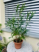 Oleander rosa, Höhe 100 cm