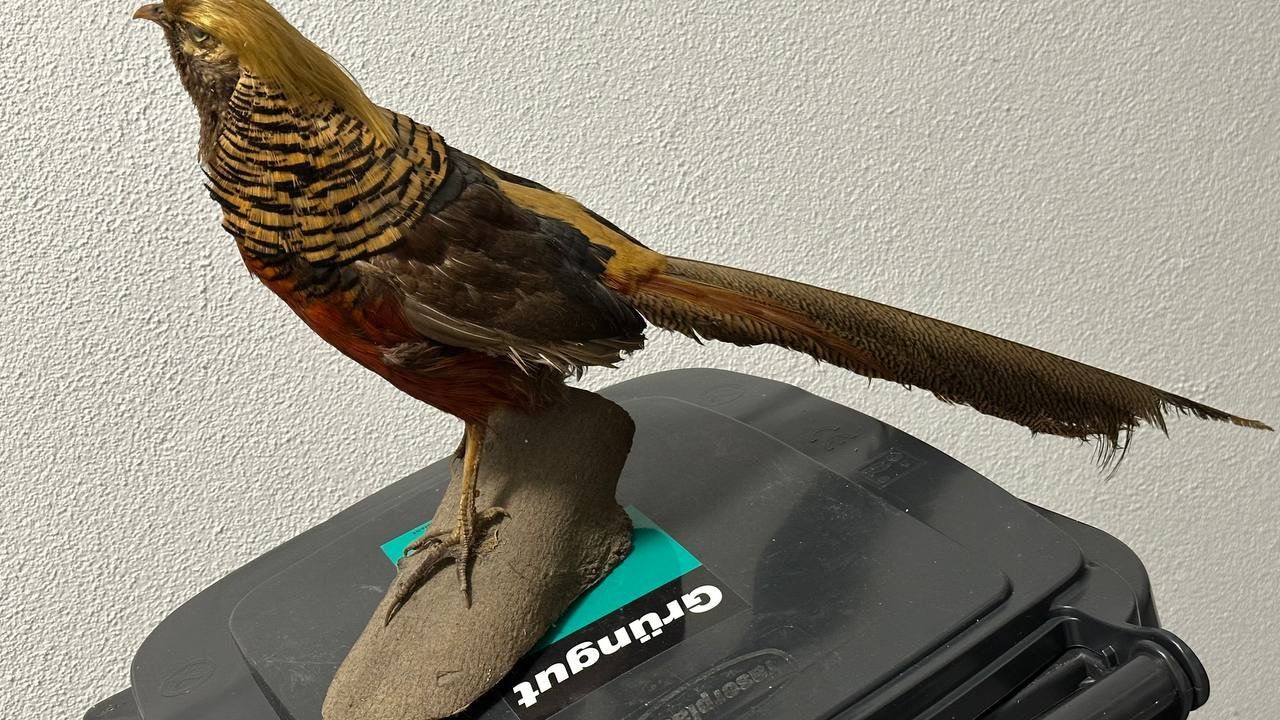 Il mondo degli animali: Ausgestopfter Vogel – Usato da Beringen venduto da Mantafisch1 2