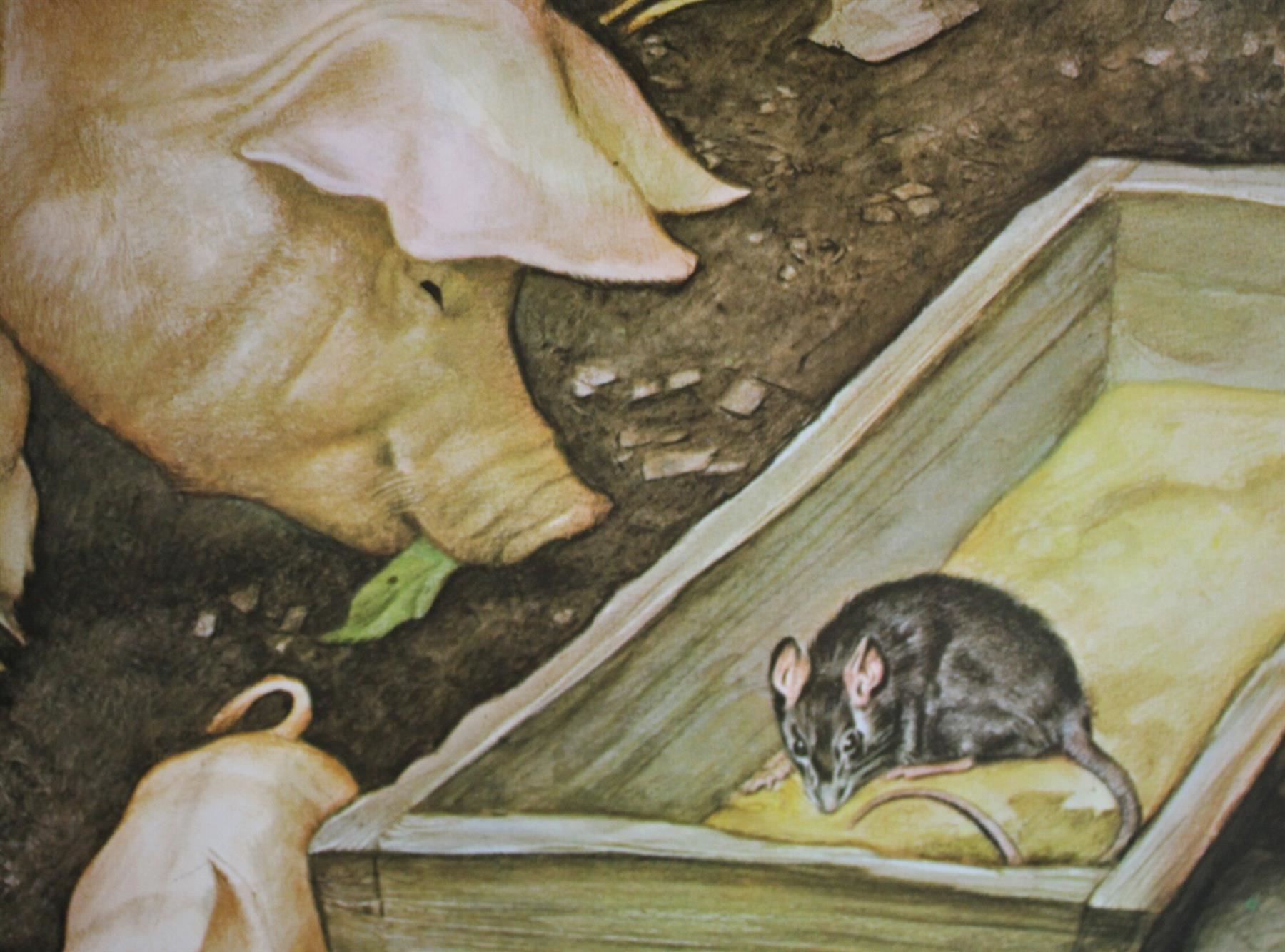 Foto & Immagini: Schulwandbild, Lehrtafel, Schwein, Ratte – Usato da Birrwil venduto da brandschatz_birrwil 3