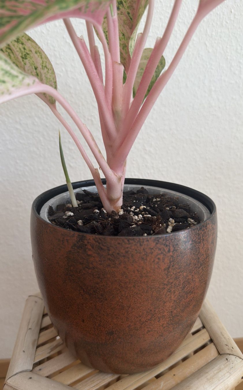 Pflanzen & Samen: Aglaonema Cocomelon mit Neuaustrieb – Neu (gemäss Beschreibung) aus Basel von tamy90 4