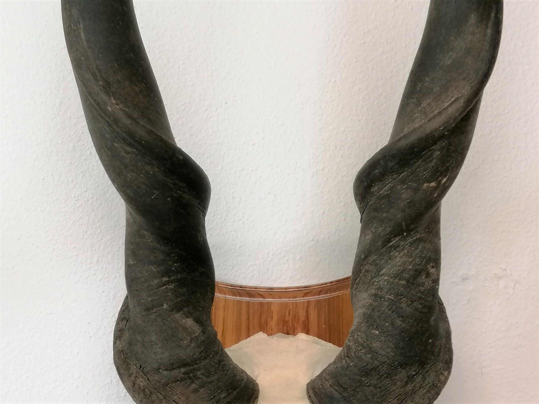 Altre raccolte & rarità: Elan Elanantilope Eland Geweih Trophäe – Usato da Reinach BL venduto da fliegenrolli 5