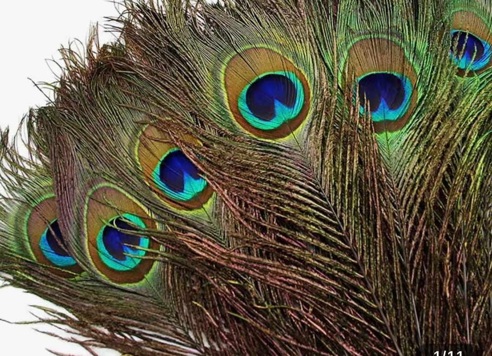 Pfau Federn 2530 cm 1AQualität NEU Kaufen auf Ricardo