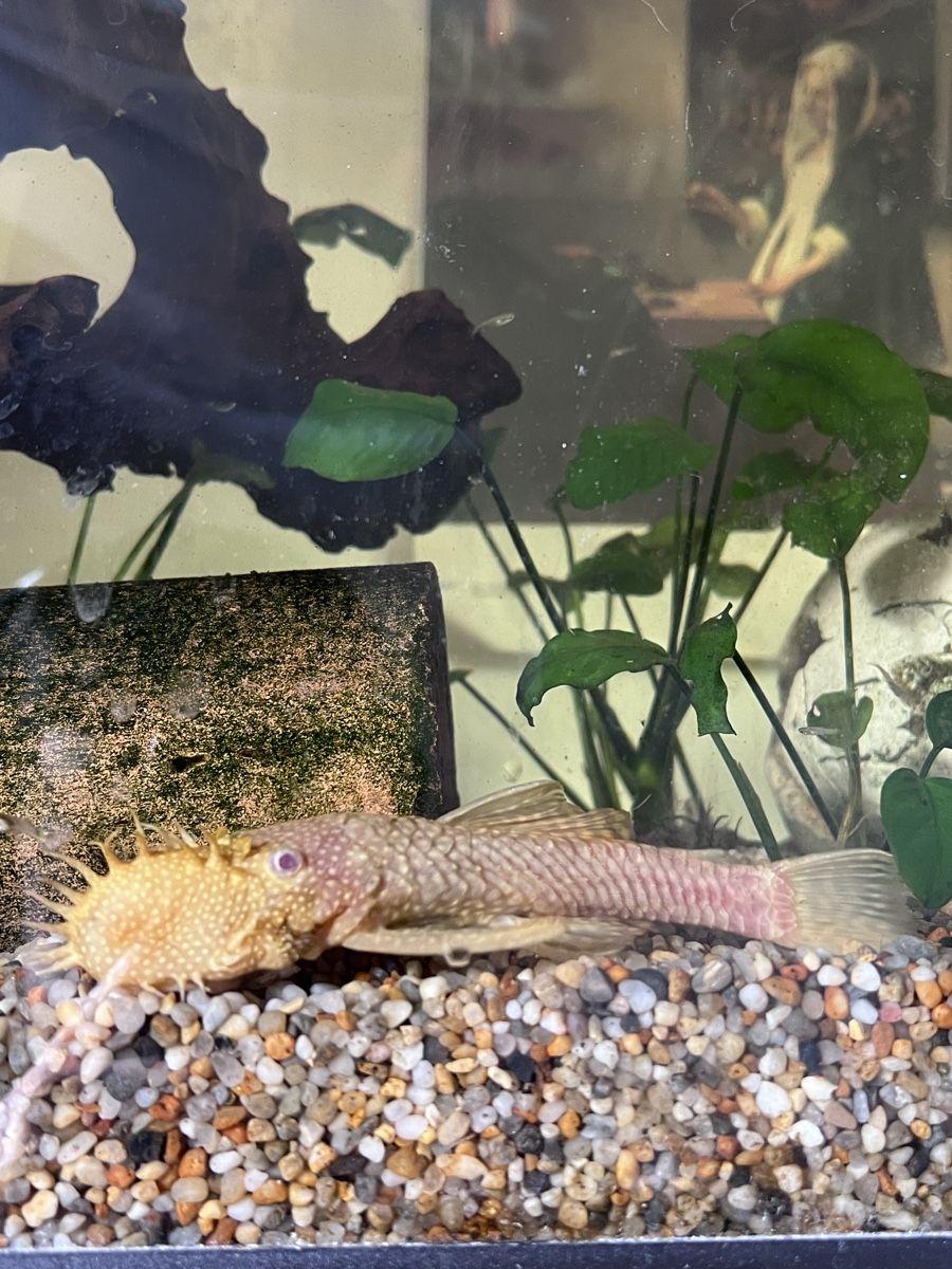 Aquarium: 2 Antennenwelse zu verschenken – Gebraucht aus Trogen von lar_r9jr