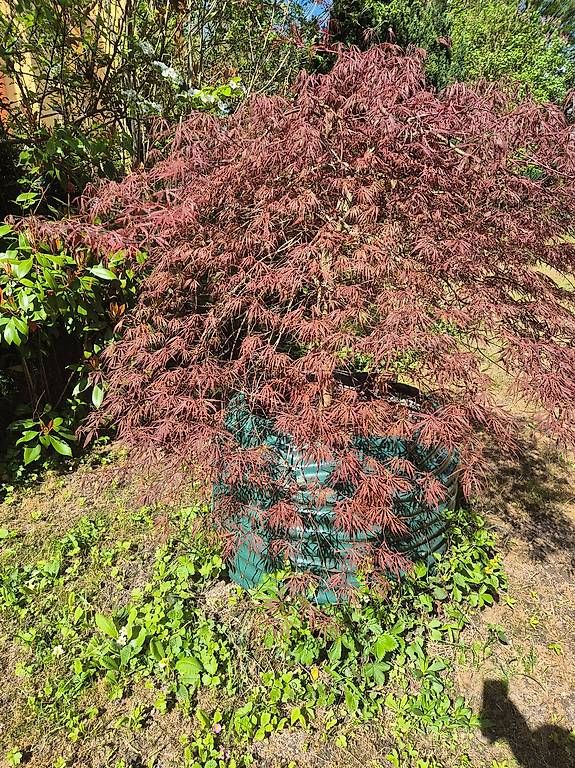 Piante & sementi: Japanischer Ahorn – Usato da Dübendorf venduto da krais 1