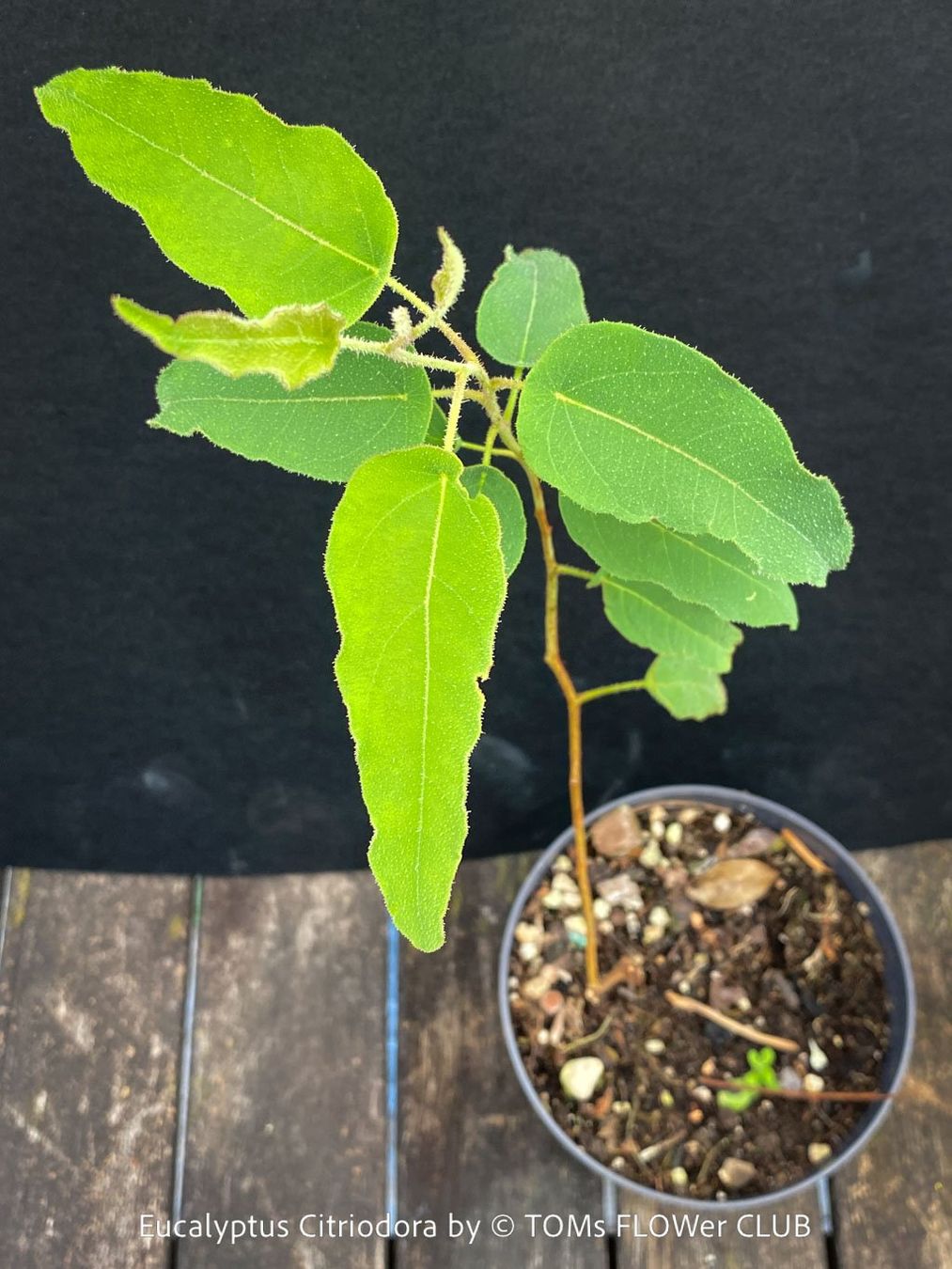 Piante & sementi: Corymbia Citriodora - Zitronen-Eukalyptus stark duftend – Nuovo e nell'imballaggio originale da Adliswil venduto da astom369 1