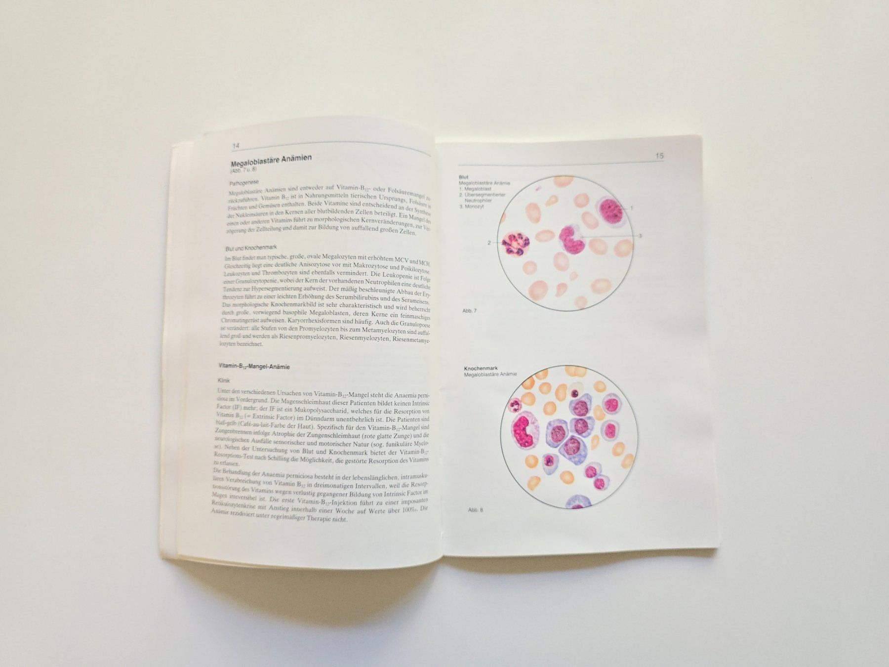 Libri: Buch Blut- und Knochenmarksmorphologie - Blutgerinnung – Usato da Dättlikon venduto da Wundertuete_ 4