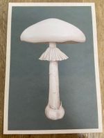 AK neu Kunstkarte Pilz Knollenblätterpilz Botanic Gardens