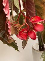 Begonia*Lucerna/Corallina*****