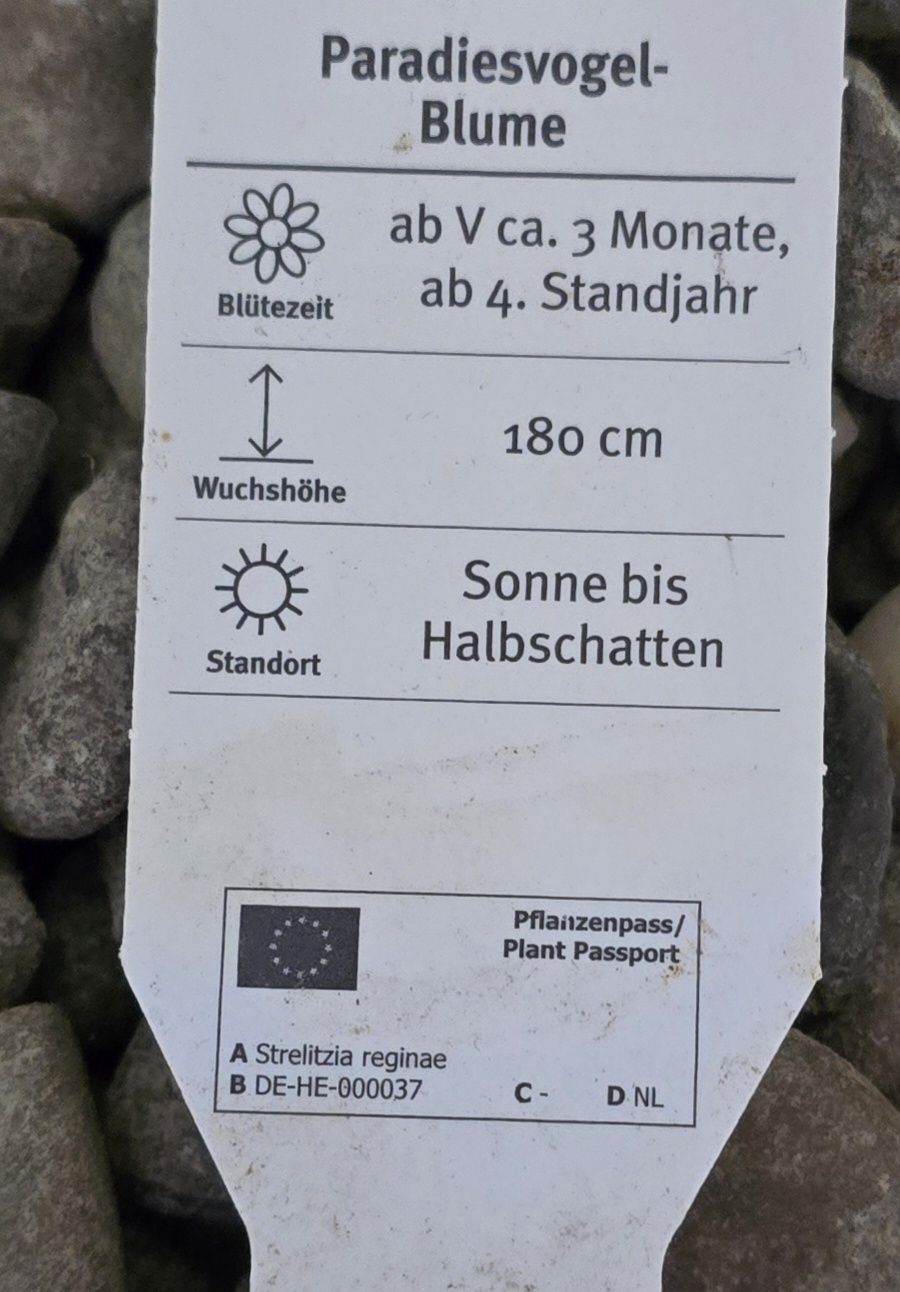 Piante & sementi: Paradiesvogelblume /Streliziie – Usato da Escholzmatt venduto da Koenigskind2023 4