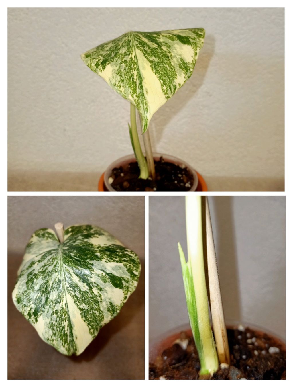 Piante & sementi: Monstera Legacy – Nuovo (secondo la descrizione) da schöftland venduto da UniquePlants